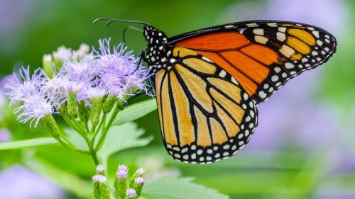 A vibrant monarch butterfly perched on purple flowers, surrounded by lush green foliage.