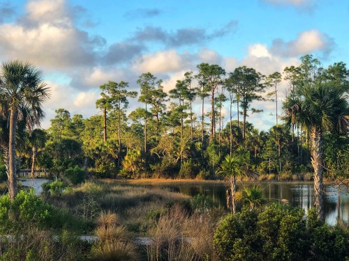 Lush green landscape with tall trees, a calm pond, and a blue sky dotted with clouds.