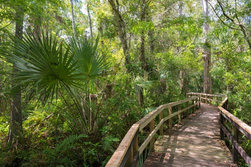 A wooden boardwalk winding through a lush green forest with palm trees and dense foliage.