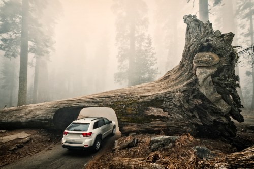 A white SUV drives through a massive fallen tree in a foggy forest, surrounded by tall trees.