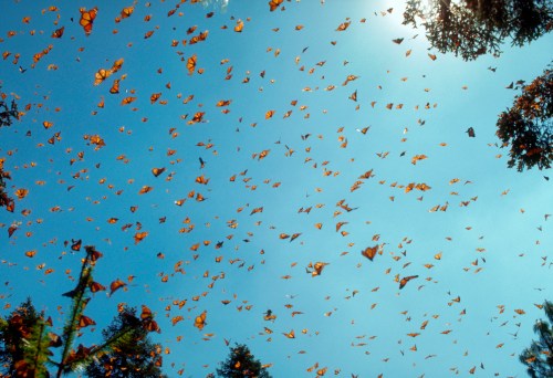 A vibrant sky filled with numerous orange butterflies fluttering among trees under bright sunlight.