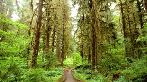 A serene forest path winding through tall, moss-covered trees and lush greenery.