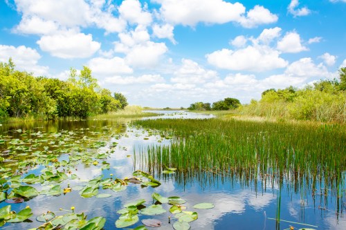 A serene wetland scene with lush greenery, water lilies, and a bright blue sky dotted with fluffy clouds.