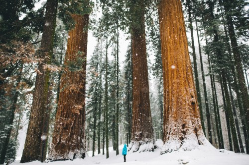 A person in a blue jacket stands among towering sequoia trees in a snowy forest. Snowflakes gently fall around them.