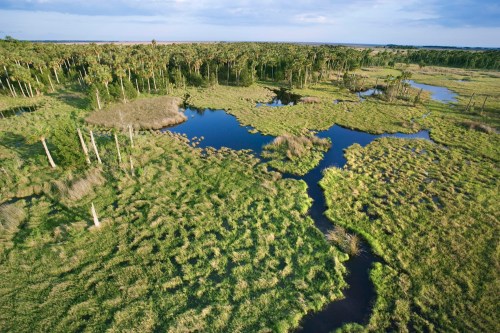 Aerial view of a lush wetland with patches of water, grass, and scattered trees under a blue sky.