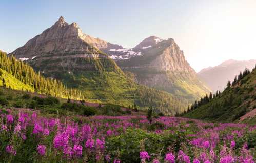 A scenic view of mountains with lush greenery and vibrant pink wildflowers in the foreground, illuminated by soft sunlight.