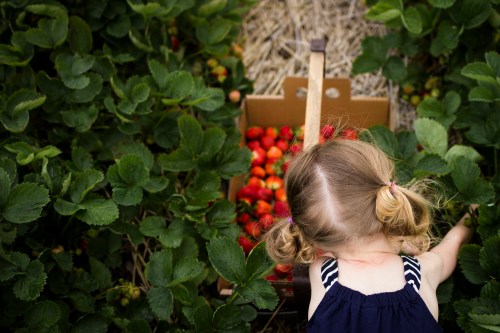 A child with pigtails picks strawberries from a lush green patch, with a box of freshly gathered berries nearby.