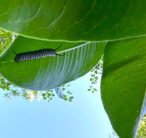 A striped caterpillar resting on a large green leaf, with a clear blue sky in the background.