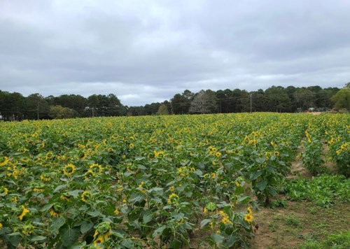 A vast field of sunflowers under a cloudy sky, surrounded by trees in the background.