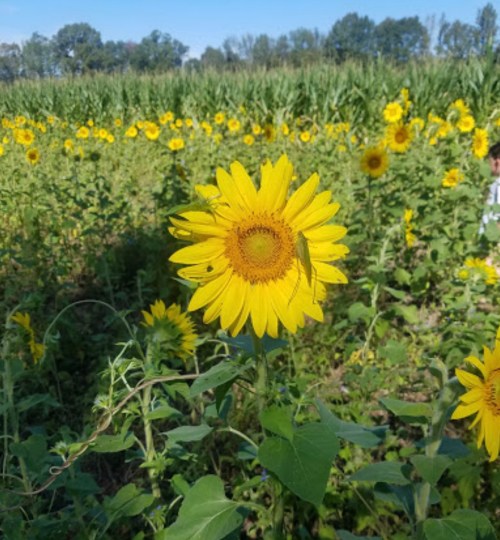 A vibrant sunflower stands tall in a field, surrounded by many other sunflowers and greenery.