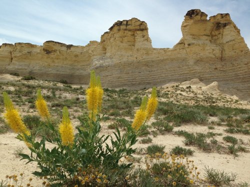 A cluster of yellow flowers in the foreground with a rocky, layered cliff in the background under a cloudy sky.