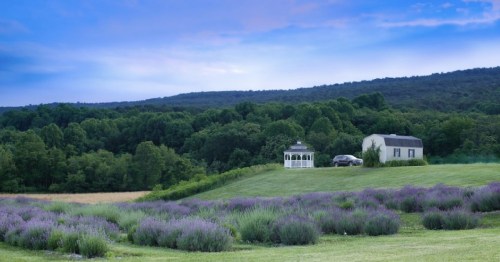 A serene landscape featuring a house, gazebo, and lavender fields against a backdrop of green hills and a blue sky.