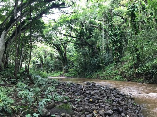 Lush green forest with a winding river and rocky banks, surrounded by dense trees and foliage.