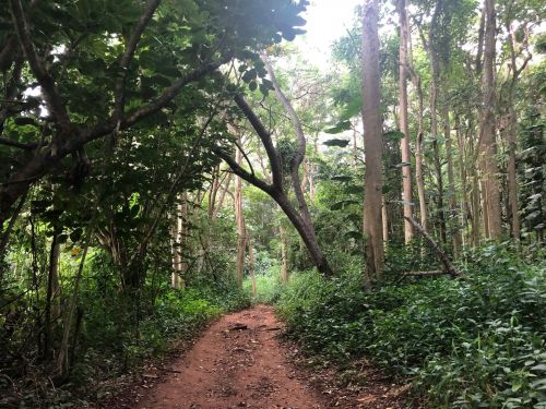 A dirt path winding through a lush, green forest with tall trees and dense foliage on either side.