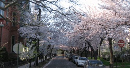 A picturesque street lined with blooming cherry blossom trees, creating a serene and colorful atmosphere.