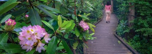 A person walks along a wooden path surrounded by lush greenery and pink flowers.