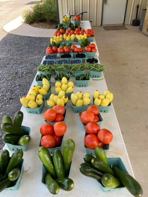 A table displays a variety of fresh vegetables, including tomatoes, zucchini, squash, and green beans in baskets.
