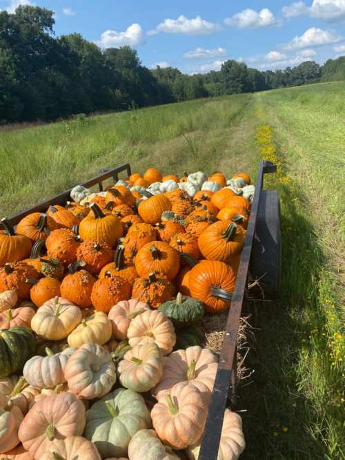 A trailer filled with various pumpkins, including orange and green, sits in a grassy field under a blue sky.