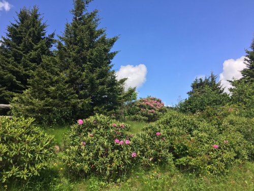 Lush green landscape with blooming rhododendrons and tall evergreen trees under a bright blue sky with fluffy clouds.