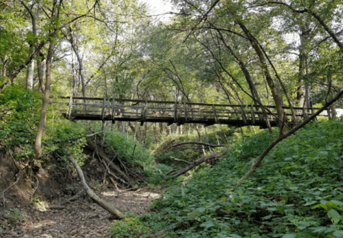 A wooden bridge spans a lush, green forest area with trees and underbrush surrounding a dry creek bed.
