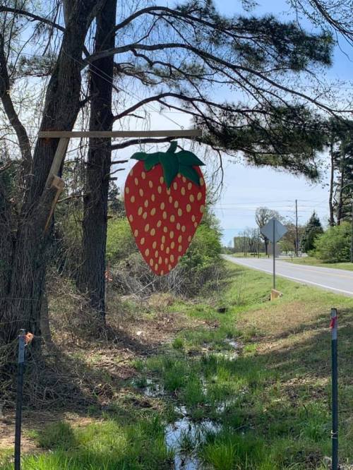 A large painted strawberry sign hangs from a wooden post near a roadside, surrounded by trees and greenery.