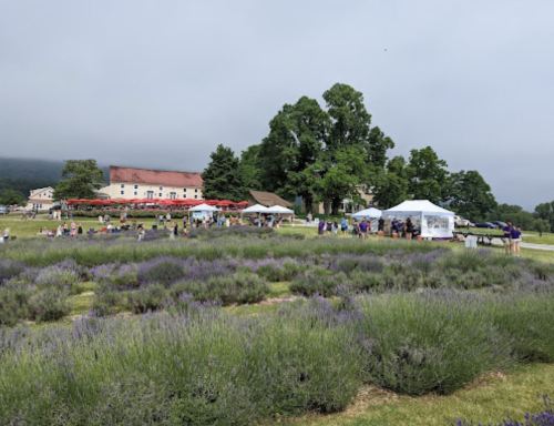 A lavender field with tents and people gathered, set against a cloudy sky and a building in the background.