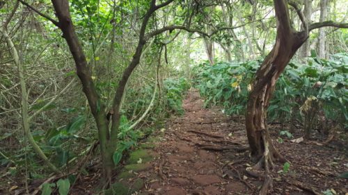 A narrow path winds through a dense, green forest with trees and lush vegetation on either side.