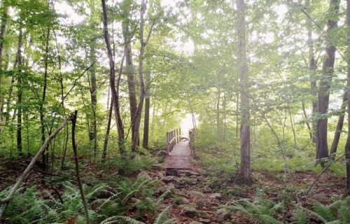 A wooden bridge leads through a lush, green forest with sunlight filtering through the trees.