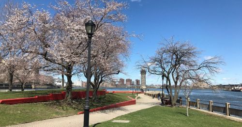 Cherry blossom trees line a waterfront path, with a blue sky and distant buildings visible across the water.