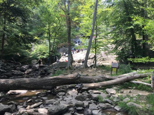 A serene forest scene with a rocky stream, trees, and people enjoying nature in the background.