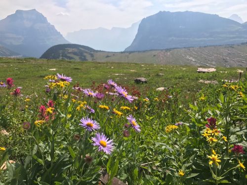 A vibrant field of wildflowers in the foreground, with misty mountains and a hazy sky in the background.