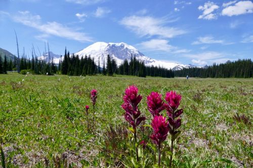 Vibrant pink wildflowers in a grassy field with a snow-capped mountain and blue sky in the background.