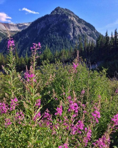 A mountain rises in the background, surrounded by lush greenery and vibrant pink wildflowers in the foreground.