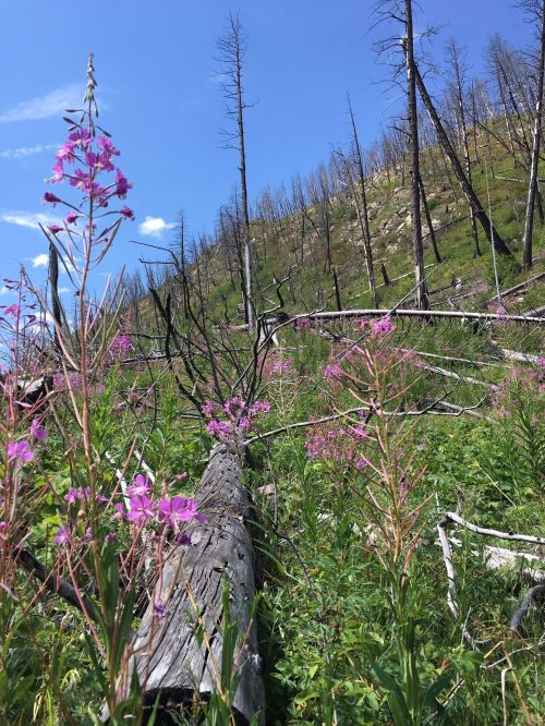 A hillside with charred trees and vibrant pink flowers growing among fallen logs under a blue sky.
