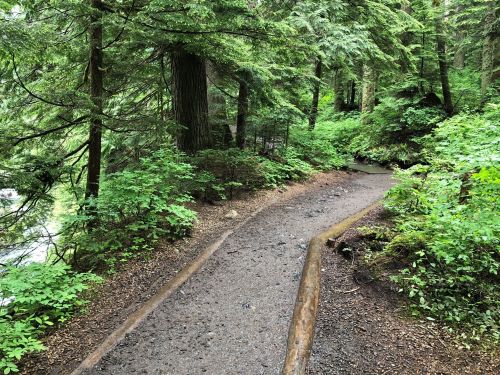 A winding dirt path through a lush green forest, surrounded by trees and dense foliage.