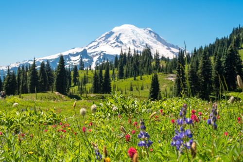 A vibrant meadow filled with wildflowers in the foreground, with a snow-capped mountain in the background under a clear blue sky.