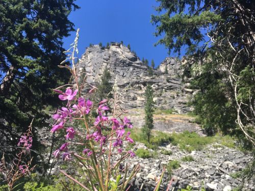 A vibrant cluster of pink flowers in the foreground, with a rocky mountain and blue sky in the background.