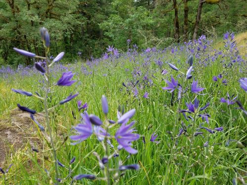 A vibrant field of purple wildflowers surrounded by lush green foliage and trees in a natural setting.