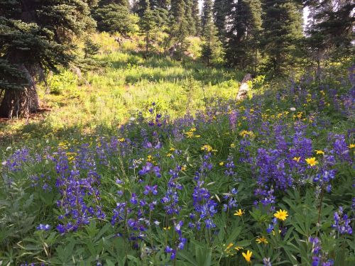 A vibrant meadow filled with purple and yellow wildflowers, surrounded by tall green grass and evergreen trees.