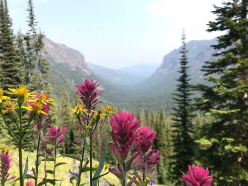 A vibrant landscape featuring colorful wildflowers in the foreground, with a misty valley and mountains in the background.