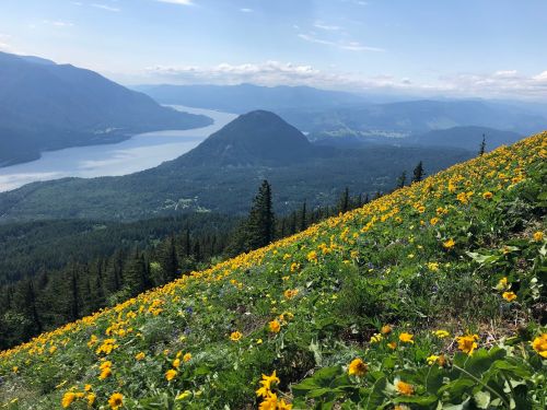 A vibrant hillside covered in yellow flowers overlooks a serene lake and mountains under a clear blue sky.