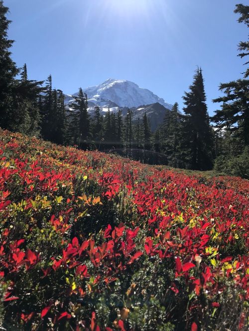 A vibrant field of red foliage in the foreground with a snow-capped mountain and clear blue sky in the background.
