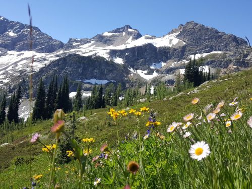 A vibrant meadow filled with wildflowers in the foreground, set against snow-capped mountains and a clear blue sky.