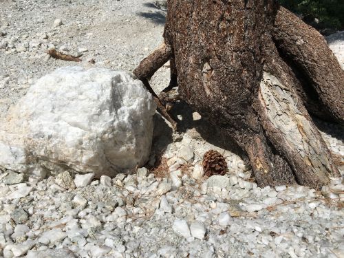 A large white rock beside a tree with textured bark, surrounded by small stones on a dry, rocky ground.
