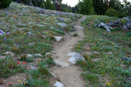 A winding dirt path through a vibrant meadow filled with colorful wildflowers and rocky terrain.