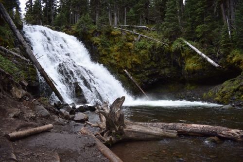 A serene waterfall cascades into a rocky pool, surrounded by lush greenery and fallen logs in a forested area.