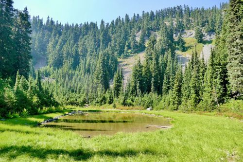 A serene landscape featuring a small pond surrounded by lush green grass and tall evergreen trees under a clear blue sky.