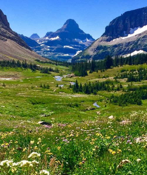 A scenic mountain valley with lush green meadows, colorful wildflowers, and a distant peak under a clear blue sky.