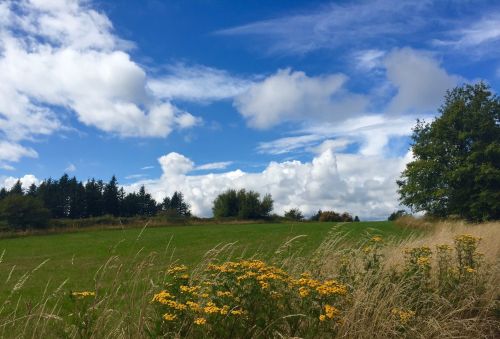 A scenic landscape featuring a grassy field, wildflowers, and a blue sky with fluffy clouds.