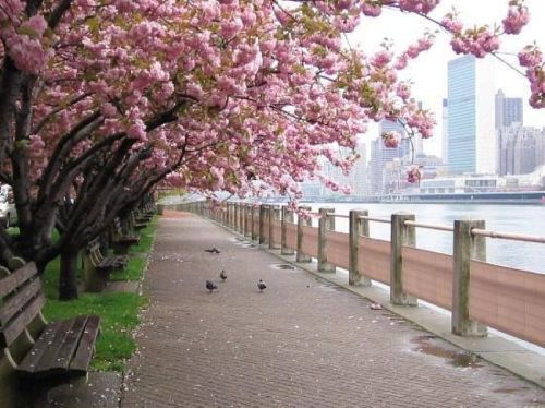 A scenic waterfront path lined with blooming cherry blossom trees and benches, with city skyscrapers in the background.